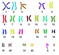 Hromosomas