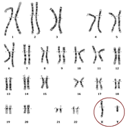 Hromosomas