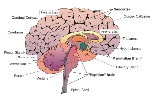 Smadzenes